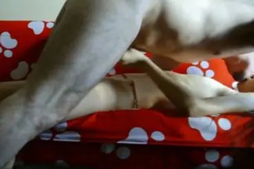 Bokep Indo ABG Bispak Jakarta ML di Hotel Viral Skandal Full HD 2025